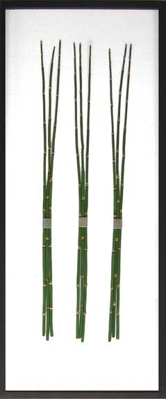 リーフパネル Equisetum Hyemale トクサ 砥草 木賊 商品 風景写真販売と無料壁紙の あゆわら