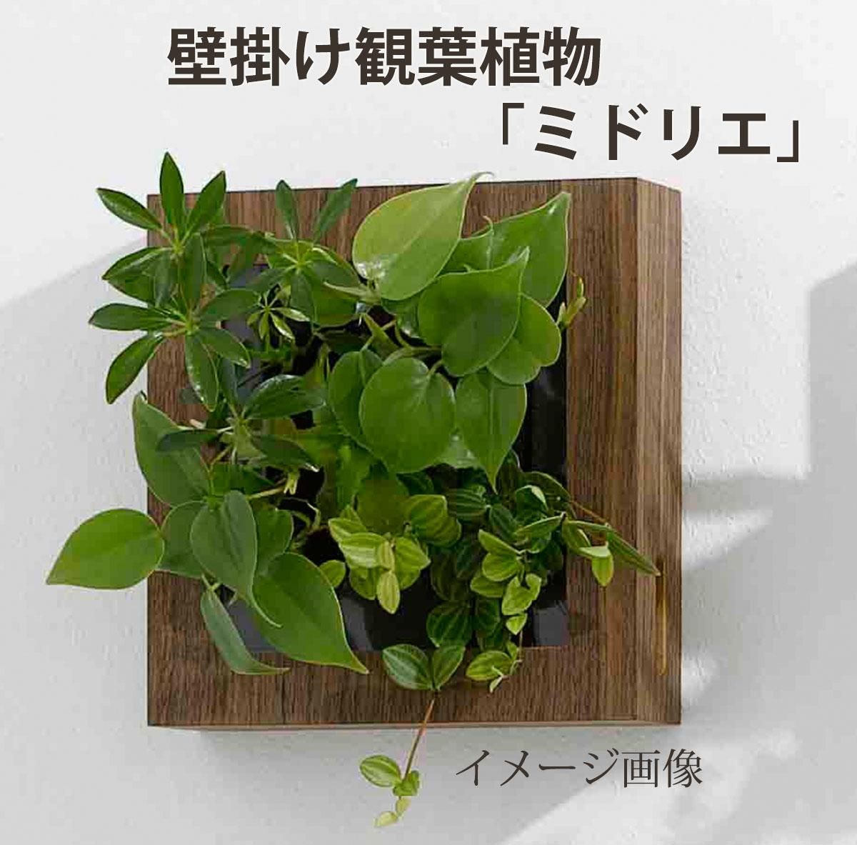 壁掛け観葉植物「ミドリエ」(壁面緑化)木目調 〜サントリー・トヨタの新提案〜 絵を飾るようにみどりを飾る