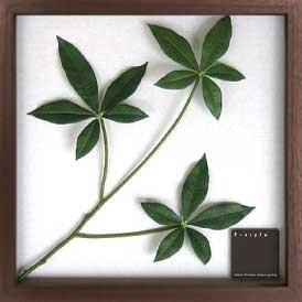 《リーフパネル》F-style Frame Pachira glabra(パキラ グラブラ)