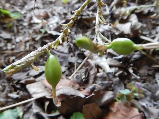 カルダモン種 １０個 植物と雑貨のセレクトショップ 石垣島 シャンティ ガーデン