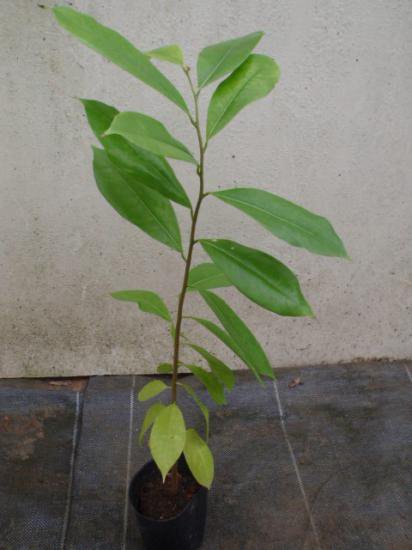 トゲバンレイシ種 ７個 植物と雑貨のセレクトショップ 石垣島 シャンティ ガーデン