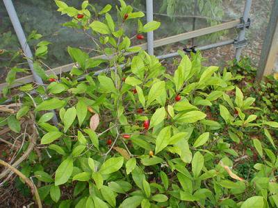 ミラクルフルーツ種 ４個 植物と雑貨のセレクトショップ 石垣島 シャンティ ガーデン