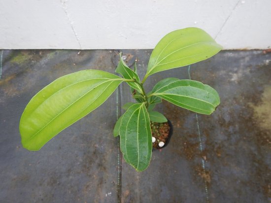 セイロンシナモン 苗 植物と雑貨のセレクトショップ 石垣島 シャンティ ガーデン