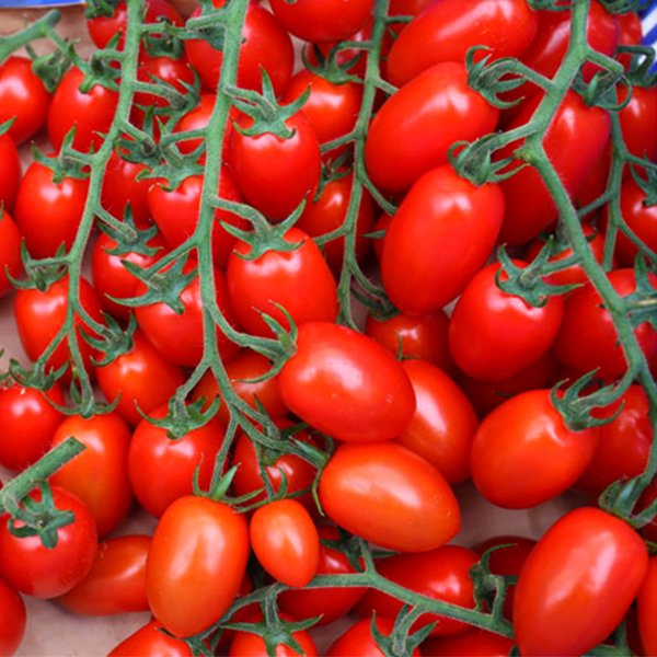【収穫待ち。次回、8月中旬収穫予定】リリアーナ 200g～2kg - 井出トマト農園オンラインショップ
