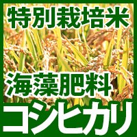 特別栽培米富山県産コシヒカリ