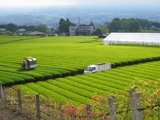 自園の茶畑（静岡県富士宮産）