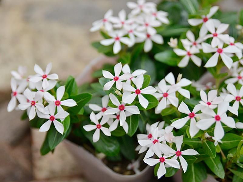 星形の小花が花火のような 日々草 夏花火 を販売 夏場の寄せ植えや花壇に最適