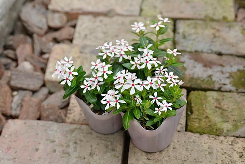 星形の小花が花火のような 日々草 夏花火 を販売 夏場の寄せ植えや花壇に最適