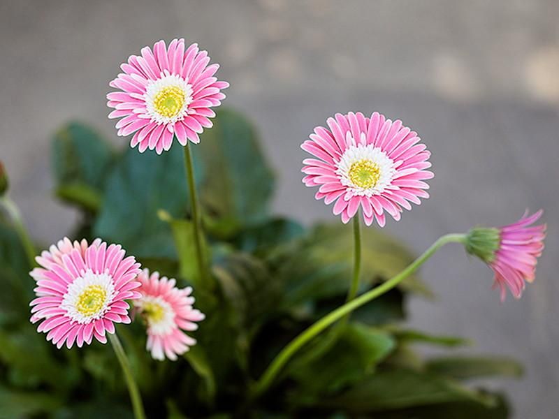 ガーベラ ガルビネア 鮮やかなピンク色の花を次々咲かせる丈夫な植物