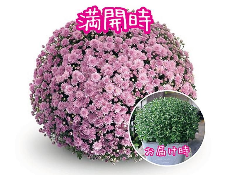 ガーデンマムの鉢植え販売 ベルギーマム 寒さに強く管理が簡単なガーデンマム すぐ飾れるサイズを通販