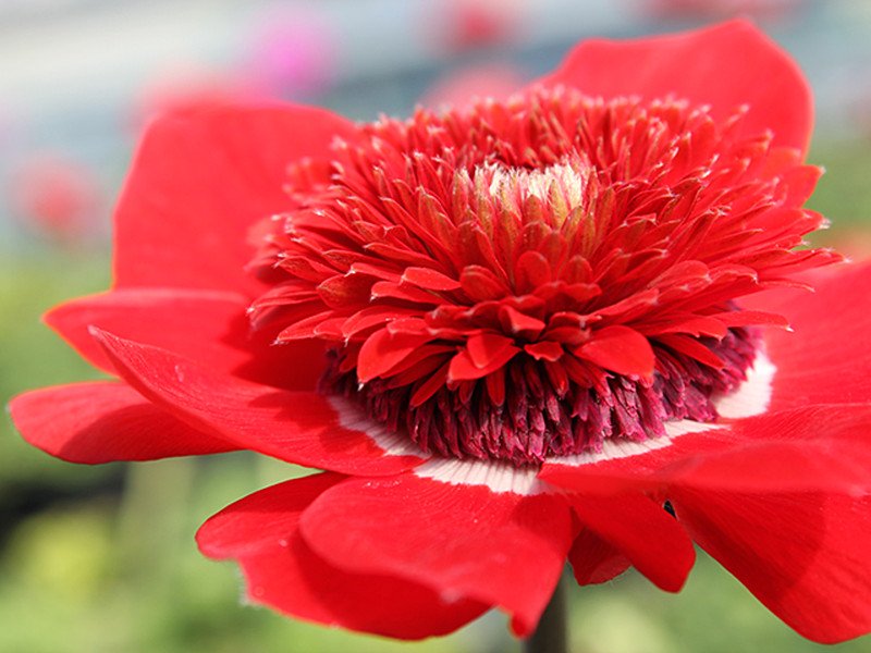 珍しい花苗 アネモネ フローレプレノ 販売 限定数量 の希少な花