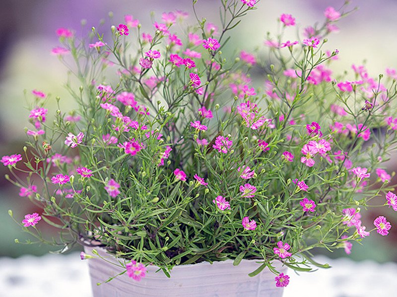 かすみ草 ジプシー のポット苗販売 寄せ植えやハンギングに最適な花苗通販