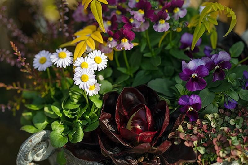 寄せ植えにとっても良く合うチコリ 色合いが特に珍しいチコリ バラ咲チコリを販売