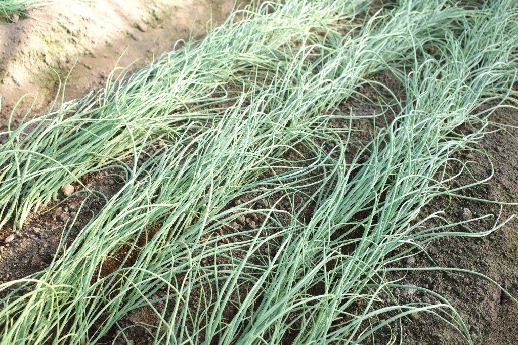 たまねぎ苗 もみじ3号（晩生）50本1束 - 児湯芝農園オンラインショップ