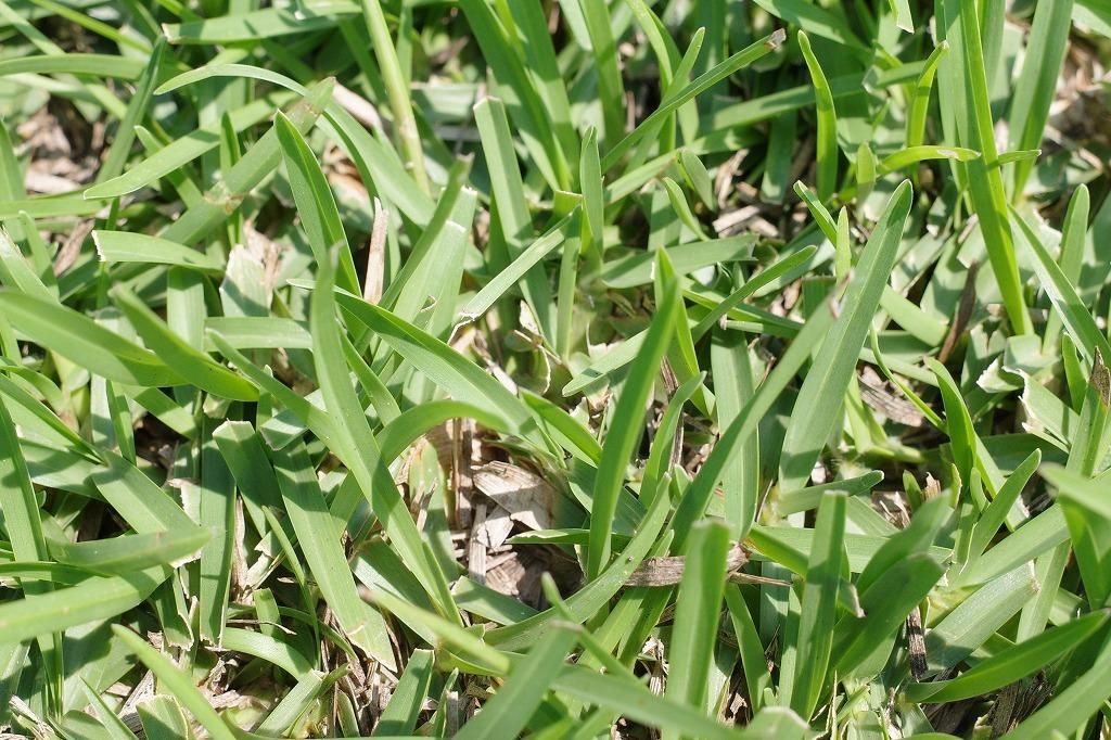 ふくむらさき（切苗10本1束） - 児湯芝農園オンラインショップ