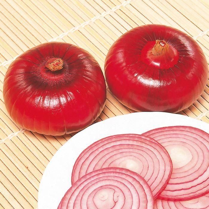 たまねぎ苗 早生湘南レッド（赤）50本1束 - 児湯芝農園