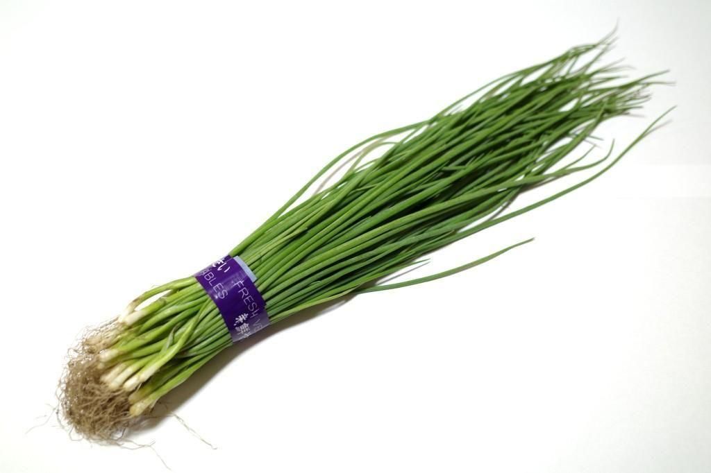 玉ねぎ苗【⭕️レッドグラマー1000本⭕️OK黄2000本⭕️】【野菜苗】 玉ねぎ苗【⭕️レッドグラマー1000本⭕️OK黄2000本⭕️】【野菜