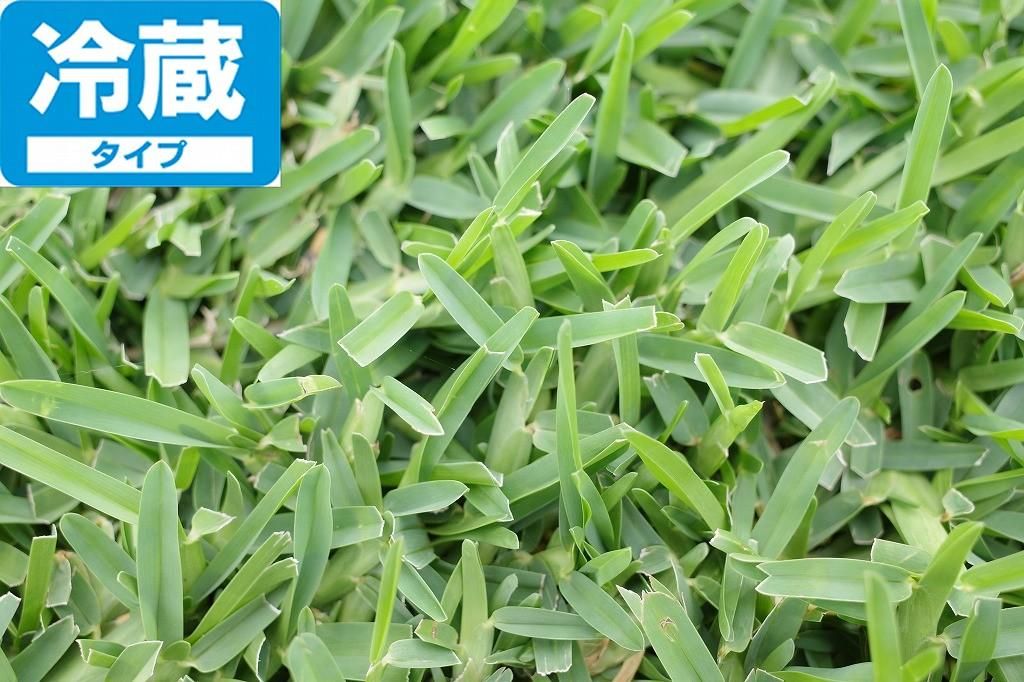 シルクスイート【登録品種名HE306】（切苗10本1束） - 児湯芝
