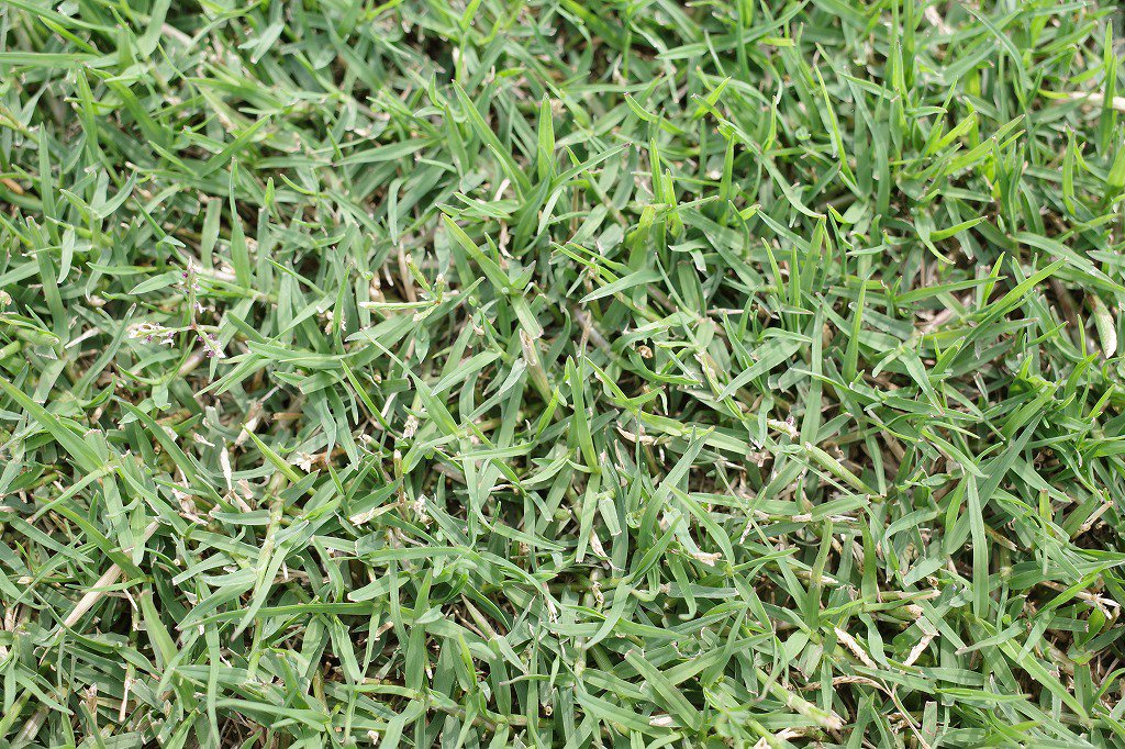 植え付け時期３月下旬９月上旬専用 芝生 ティフトン４１９芝苗 400苗(セルトレー２５穴×16トレー)