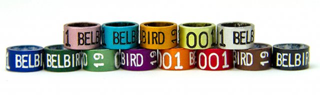 カラーバードリング 足環 通し番号・文字の刻印可能 - ベルバード | 孵卵器・給餌器・給水器などの鳥用品の通販| Belbird