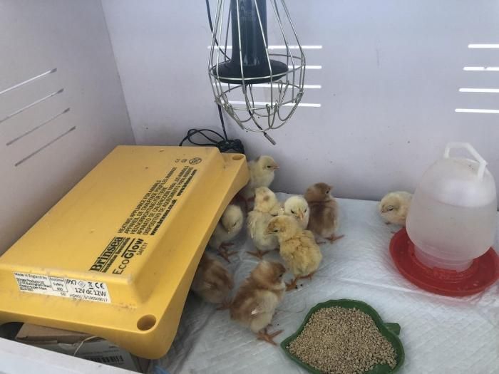 ペット用保温ケース、爬虫類、小動物、小鳥等 - www.shipsctc.org