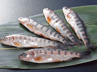 あまご冷凍稚魚 《冷凍》 - 共栄食品オンラインショップ - 業務用食材・業務用食品の通販