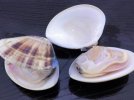 ボイル冷凍蛤50-70g（国産） 《冷凍》