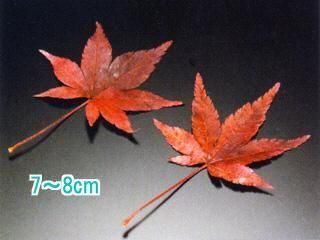 աŷ֡7-8cm Ծﲹ