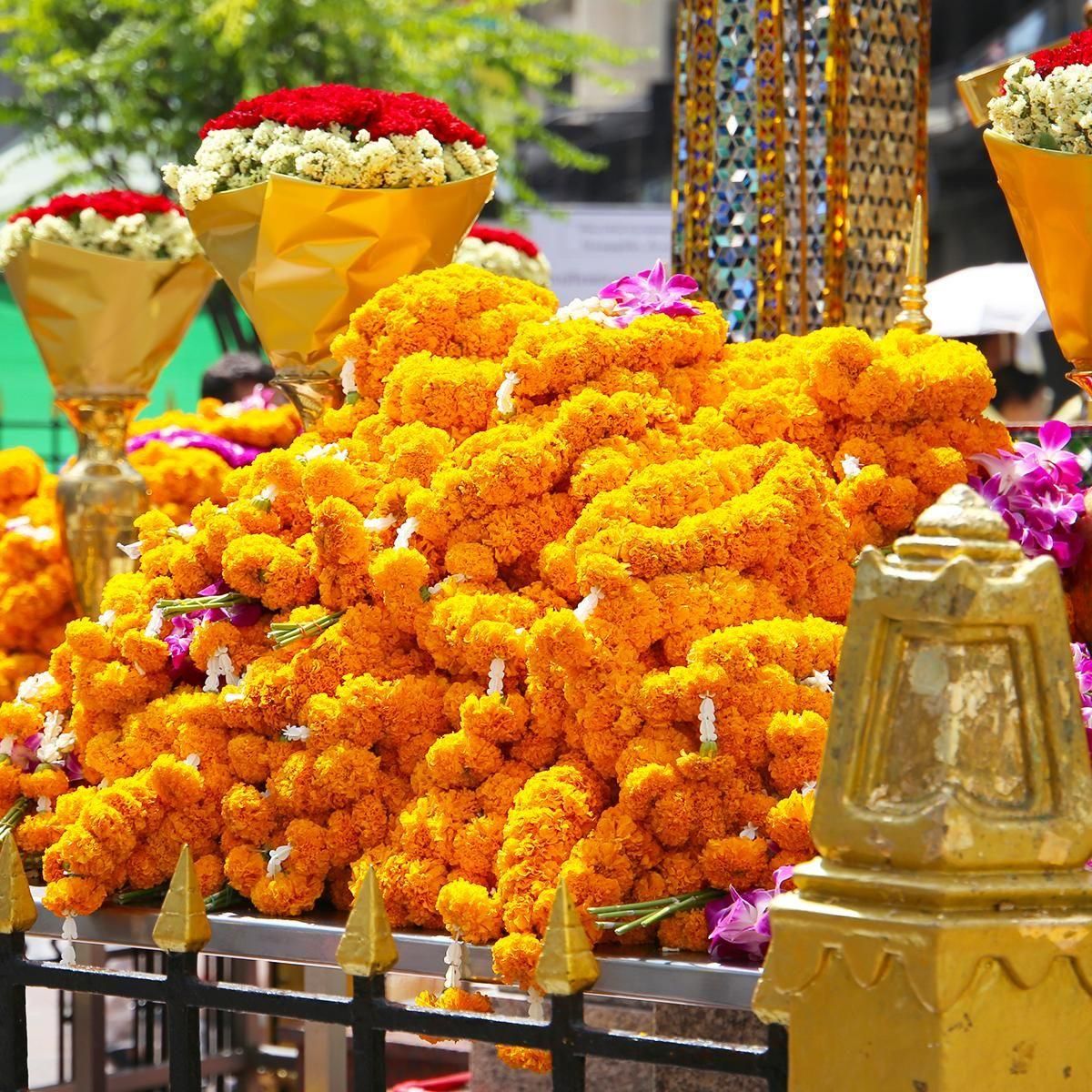 タイ》マリーゴールド - サークル（花輪） ｜ラフエイジア アジアの