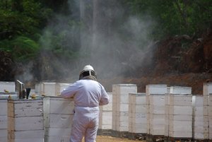 ハチミツを取り出す作業