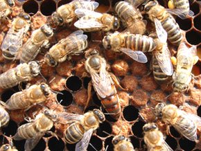 ミツバチの女王蜂のみがローヤルゼリーを与えられて育ちます(写真中央が女王蜂です) 