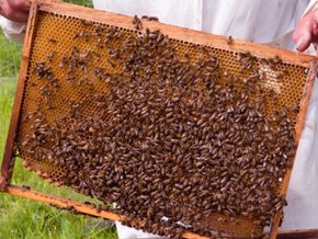 食の安全にこだわるニュージーランド蜂蜜。ミツバチが集めた貴重な栄養源です。