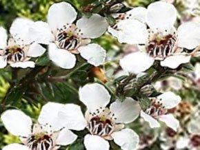 ニュージーランド原産のマヌカという低木に咲く花から採れる蜂蜜です