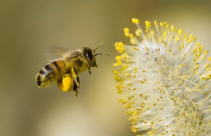 ミツバチたちが一生懸命集めたビーポーレン蜜蜂達は花粉を足につけて巣に持ち帰ります