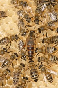 ローヤルゼリーを食べて育ったミツバチは、働き蜂より大きく長寿な女王バチとなります