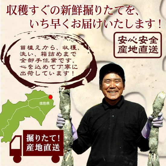 徳島県産レンコン　収穫すぐの新鮮掘りたてをお届けします