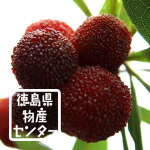 やまもも姫180ml 徳島の地酒 無農薬ヤマモモ使用のリキュール - 徳島県