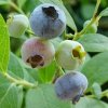 Southern Highbush Blueberry <br>ӣȥץե6ȭ 