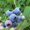 Northern Highbush Blueberry <br>ＮＨジャージー【10号鉢】 <br>◆接木◆