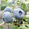 Northern Highbush Blueberry <br>ＮＨデキシー【10号鉢】 <br>◆接木◆