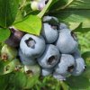 Northern Highbush Blueberry <br>NHブルーゴールド【6号鉢】 