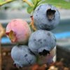 Northern Highbush Blueberry <br>ＮＨブルークロップ【10号鉢】 <br>◆接木◆