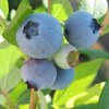 Southern Highbush Blueberry <br>ＳＨリヴェイル【10号鉢】 