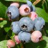 Northern Highbush Blueberry <br>NHブリジッタ 【9号鉢】 