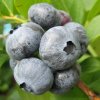 Northern Highbush Blueberry <br>NHϡСȡ6ȭ 