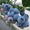Northern Highbush Blueberry <br>NHネルソン【6号鉢】