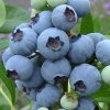 Northern Highbush Blueberry <br>NHエチョータ【6号鉢】 