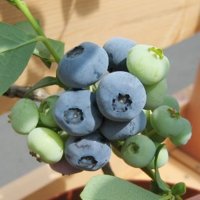 Northern Highbush Blueberry <br>NH6ȭ 