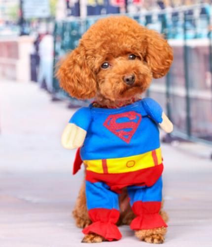 在庫あり 即納可能 スーパーマン風 コスチューム ペット用 サイズ5 ドッグサイズ コスプレ 犬用ハロウィン衣装 仮装 クリスマス ハロウィーン Halloween 妖怪ウォッチ グッズ ふなっしー グッズ マリオ グッズ ワンピース グッズ 美少女フィギュア フィギュア 在庫あり 即納可能 スーパーマン風 コスチューム ペット用 サイズ5 ドッグサイズ コスプレ 犬用ハロウィン衣装 仮装 クリスマス ハロウィーン Halloween 妖怪ウォッチ グッズ ふなっしー グッズ マリオ グッズ ワンピース グッズ 美少女フィギュア フィギュア