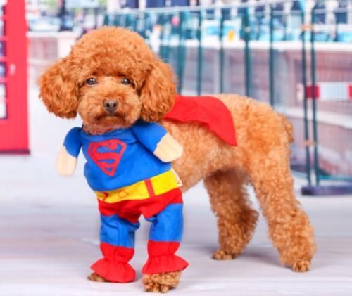 在庫あり 即納可能 スーパーマン風 コスチューム ペット用 サイズ5 ドッグサイズ コスプレ 犬用ハロウィン衣装 仮装 クリスマス ハロウィーン Halloween 妖怪ウォッチ グッズ ふなっしー グッズ マリオ グッズ ワンピース グッズ 美少女フィギュア フィギュア 在庫あり 即納可能 スーパーマン風 コスチューム ペット用 サイズ5 ドッグサイズ コスプレ 犬用ハロウィン衣装 仮装 クリスマス ハロウィーン Halloween 妖怪ウォッチ グッズ ふなっしー グッズ マリオ グッズ ワンピース グッズ 美少女フィギュア フィギュア